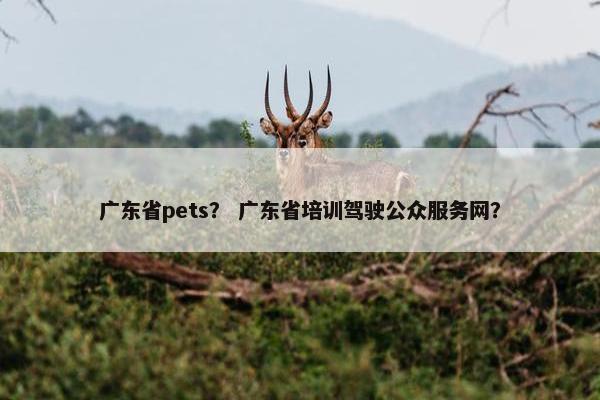 广东省pets？ 广东省培训驾驶公众服务网？