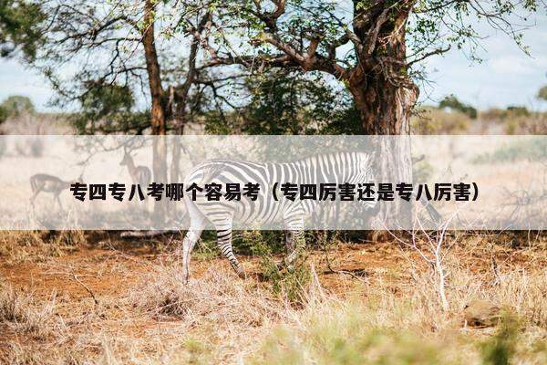 专四专八考哪个容易考（专四厉害还是专八厉害）