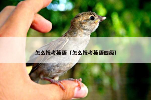 怎么报考英语（怎么报考英语四级）