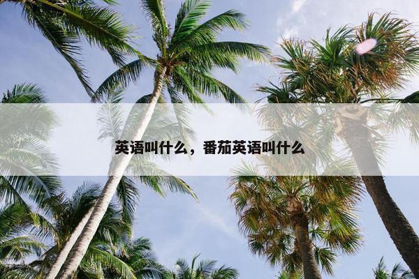 英语叫什么，番茄英语叫什么