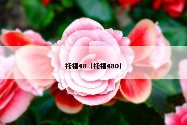 托福48（托福480）